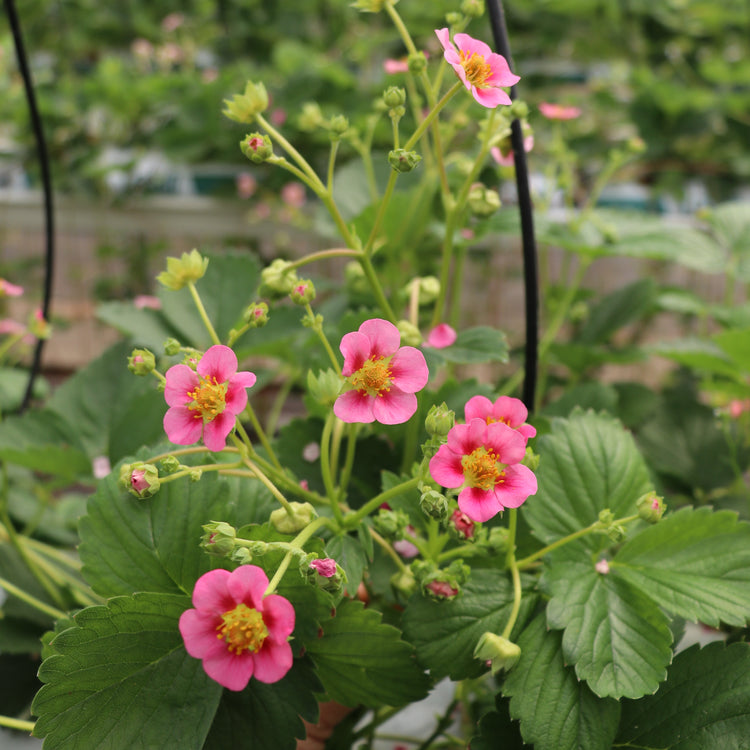 Strawberry Double Pleasure® 'Happy Eyes'® young plants