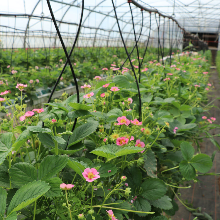 Strawberry Double Pleasure® 'Happy Eyes'® young plants