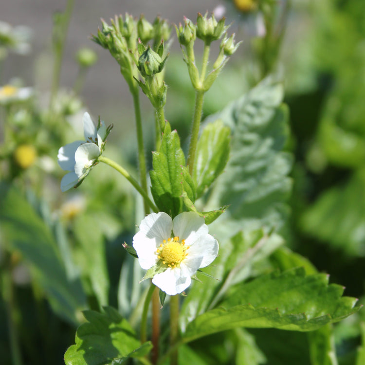 Strawberry Monthly strawberry 'Alexandria' young plants
