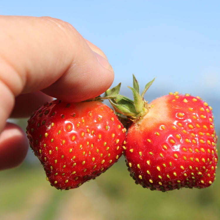 Erdbeere Parfum® 'Fraisibelle'®-Jungpflanzen