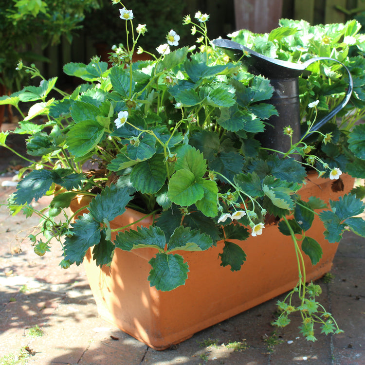 Erdbeere Parfum® 'Fraisibelle'®-Jungpflanzen