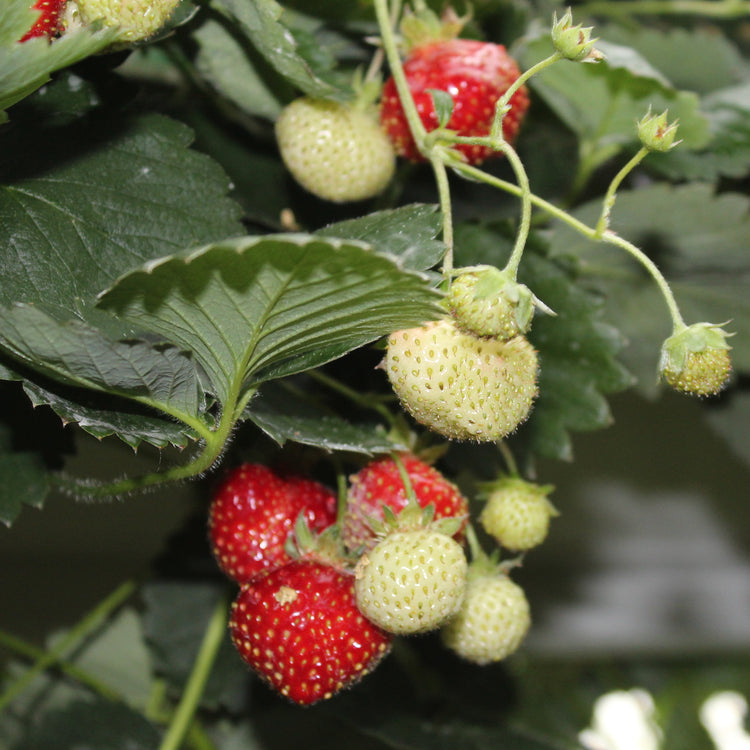 Erdbeere Parfum® 'Fraisibelle'®-Jungpflanzen
