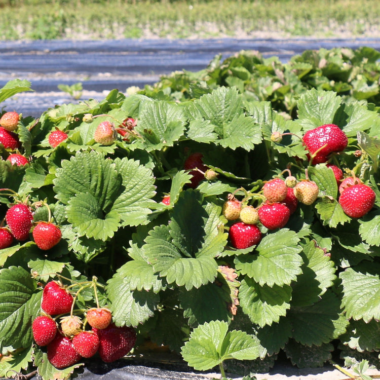 Strawberry Parfum® 'SchweizerHerz'® young plants