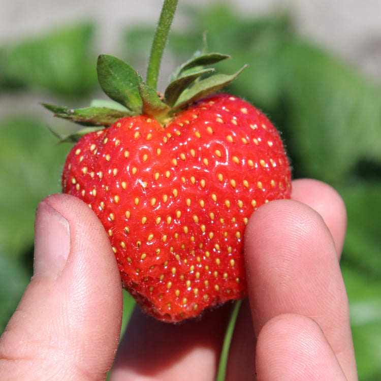 Strawberry Parfum® 'SchweizerHerz'® young plants