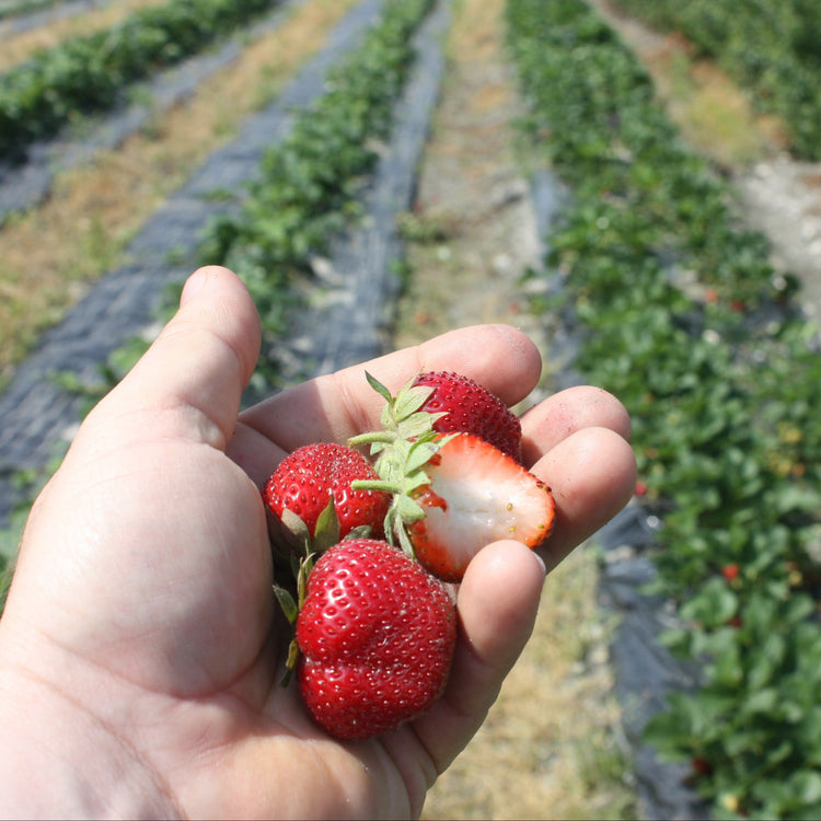 Strawberry Parfum® 'SchweizerHerz'® young plants