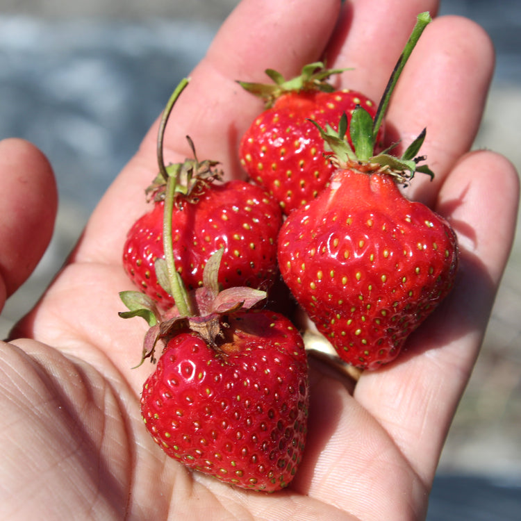 Strawberry Parfum® 'Freeclimber'® young plants