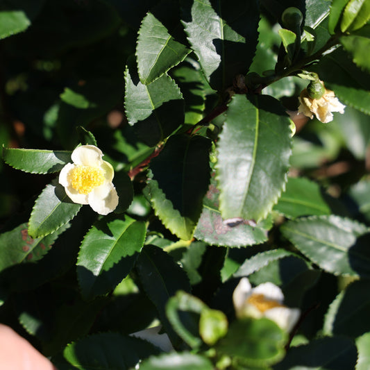 real tea Fresh-T® 'Bloomtea®' young plants