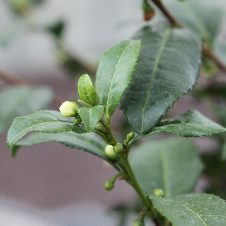 real tea Fresh-T® 'Bloomtea®' young plants