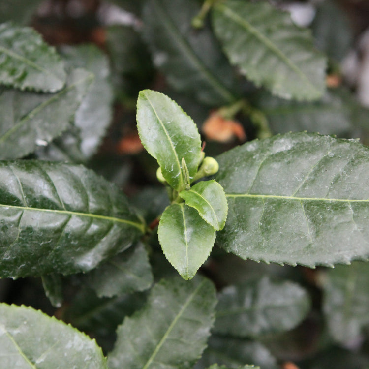 real tea Fresh-T® 'Tearoma®' young plants
