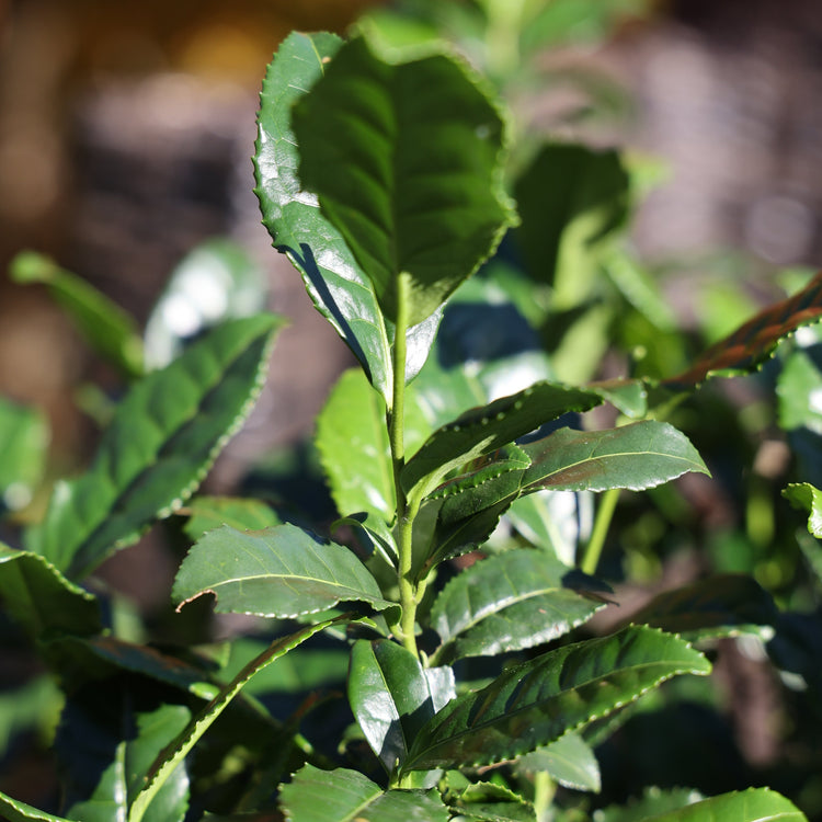 real tea Fresh-T® 'Teabux®' young plants