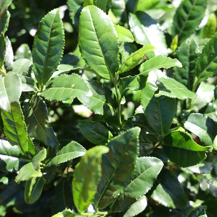 real tea Fresh-T® 'Teabux®' young plants