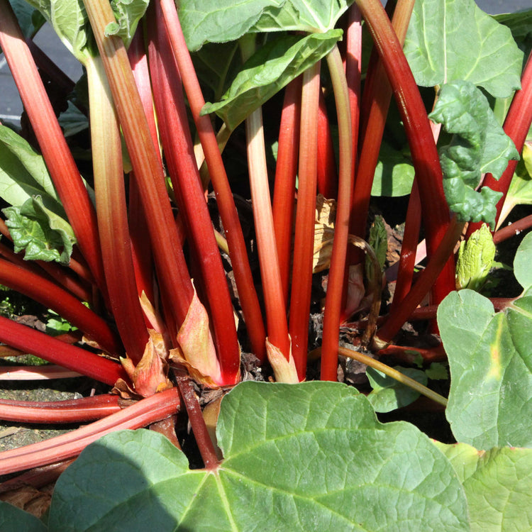 Rhabarber 'Fultons Strawberry Surprise'-Jungpflanzen