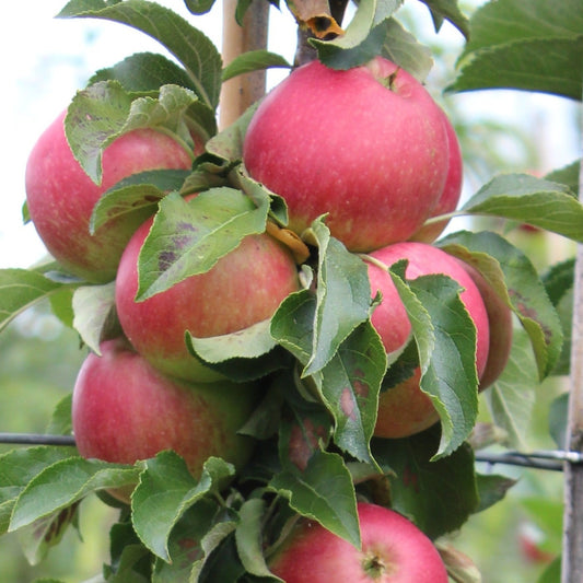 Columnar apple tree Malini® 'Subito®' young plants