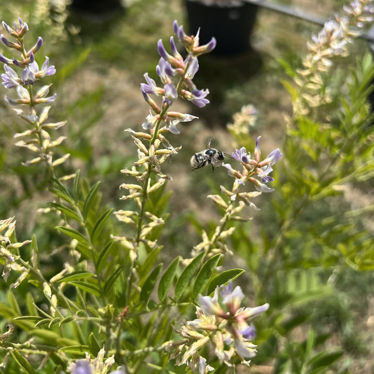 Ewiges Gemüse® 'Süßholz'-Jungpflanzen