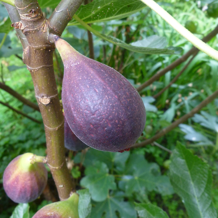 Feige 'Negronne'-Jungpflanzen