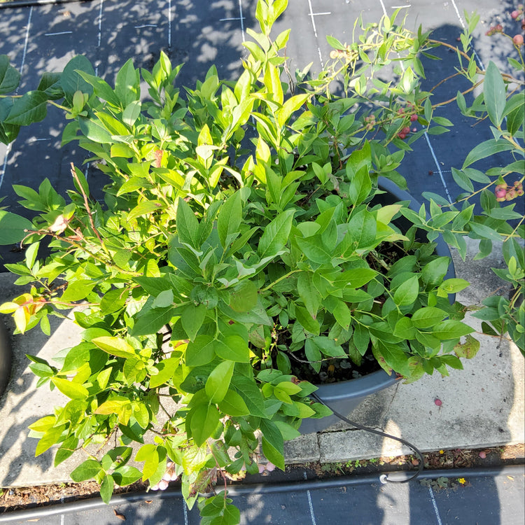 Heidelbeere 'Pink Bonbons'®-Jungpflanzen