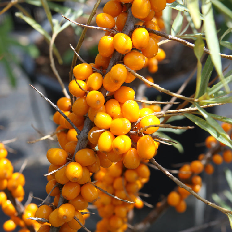 Sea Buckthorn 'Botanica' young plants