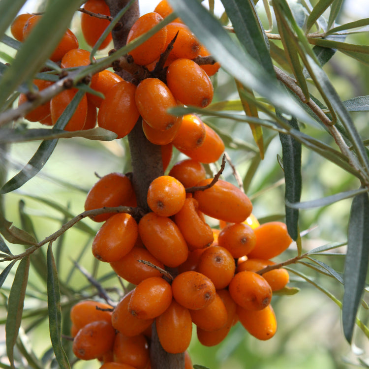 Sea Buckthorn 'Botanica' young plants