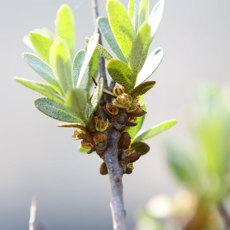 Sea Buckthorn 'Tarmo' young plants