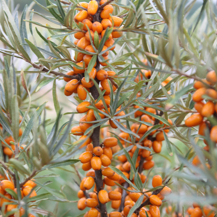 Sea Buckthorn 'Tytti' young plants