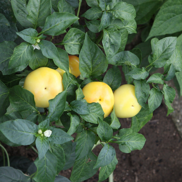 Freilandpaprika OpenSky® 'Speedy Rosina®'-Jungpflanzen