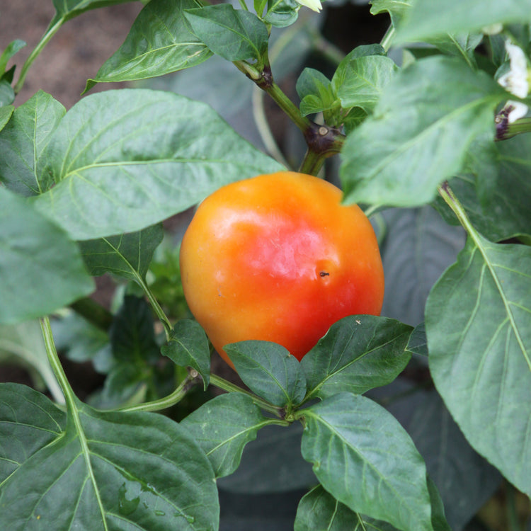 Freilandpaprika OpenSky® 'Speedy Rosina®'-Jungpflanzen