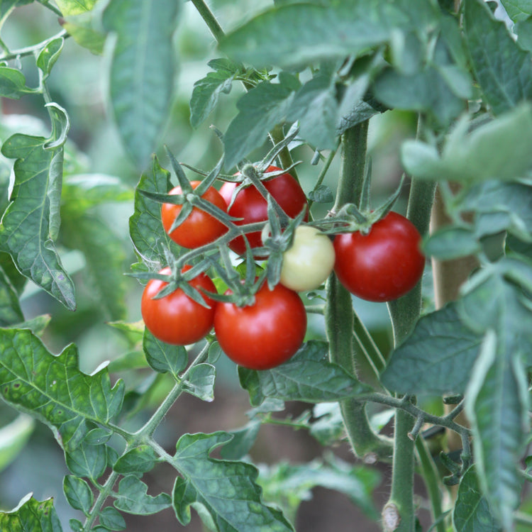 Freilandtomate OpenSky® 'Climbing Tom®'-Saatgut