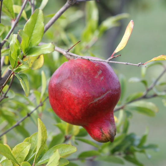 Pomegranate 'Crimson Sky' - young plants