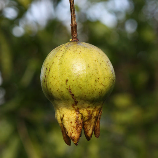 Granatapfel 'Haku Botan' - Jungpflanzen