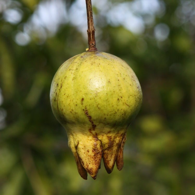Pomegranate 'Haku Botan' - young plants
