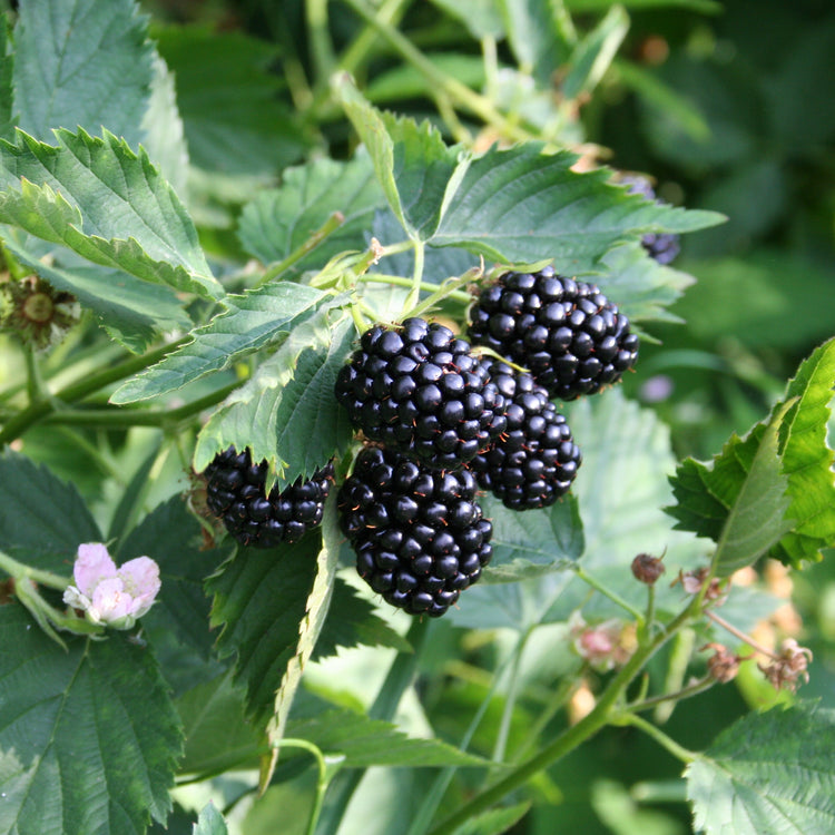 Brombeere Loch Ness'-Jungpflanzen