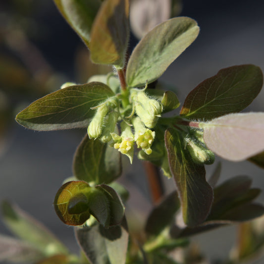 Blue honeysuckle 'Altai' young plants