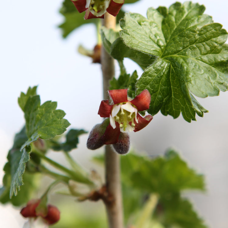 Josta berry - young plants