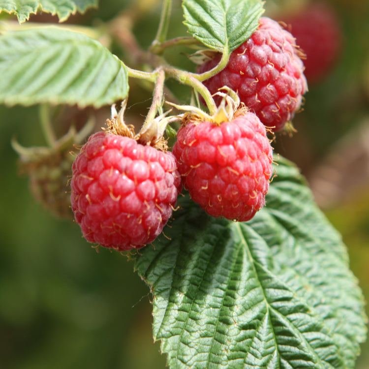 Himbeere 'Meeker' - Jungpflanze