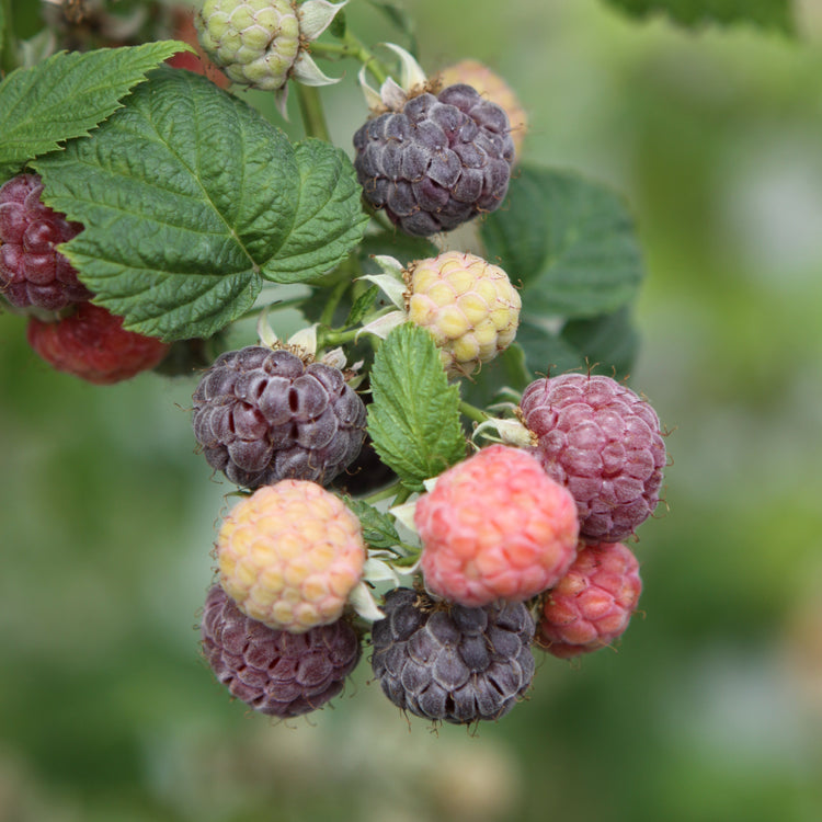 Himbeere 'Glen Coe' - Jungpflanze
