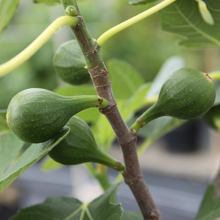 Fig Gustis® Morena® young plants