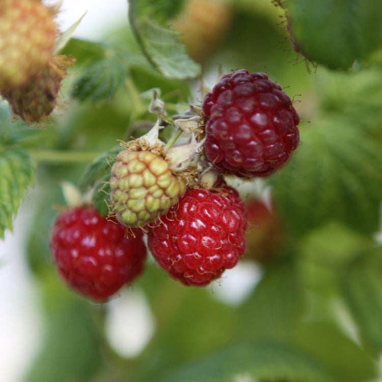 Raspberry 'Sanibelle®' young plants