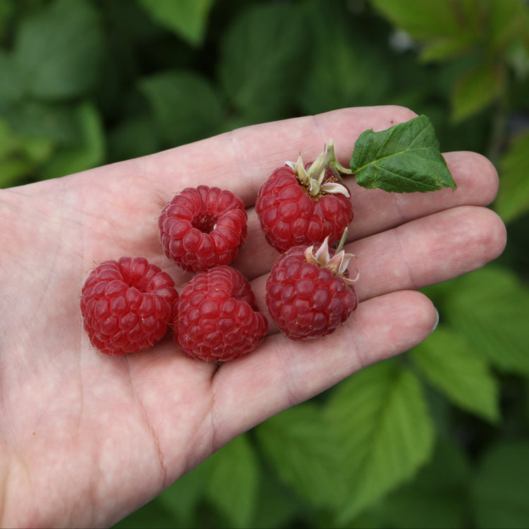 Raspberry 'Glen Ample' - young plant