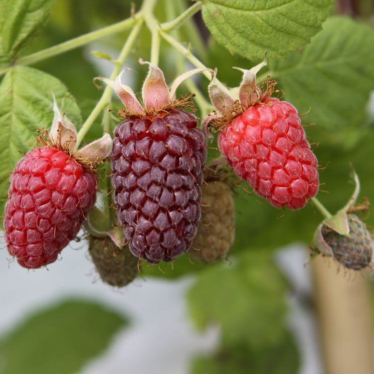 Blackberry hybrid 'Thornless Loganberry' young plants