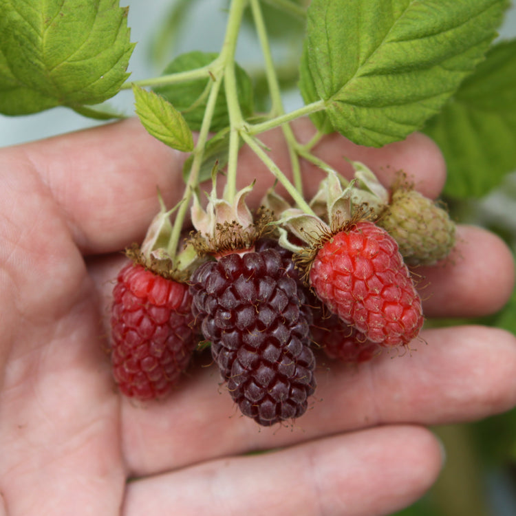 Blackberry hybrid 'Thornless Loganberry' young plants