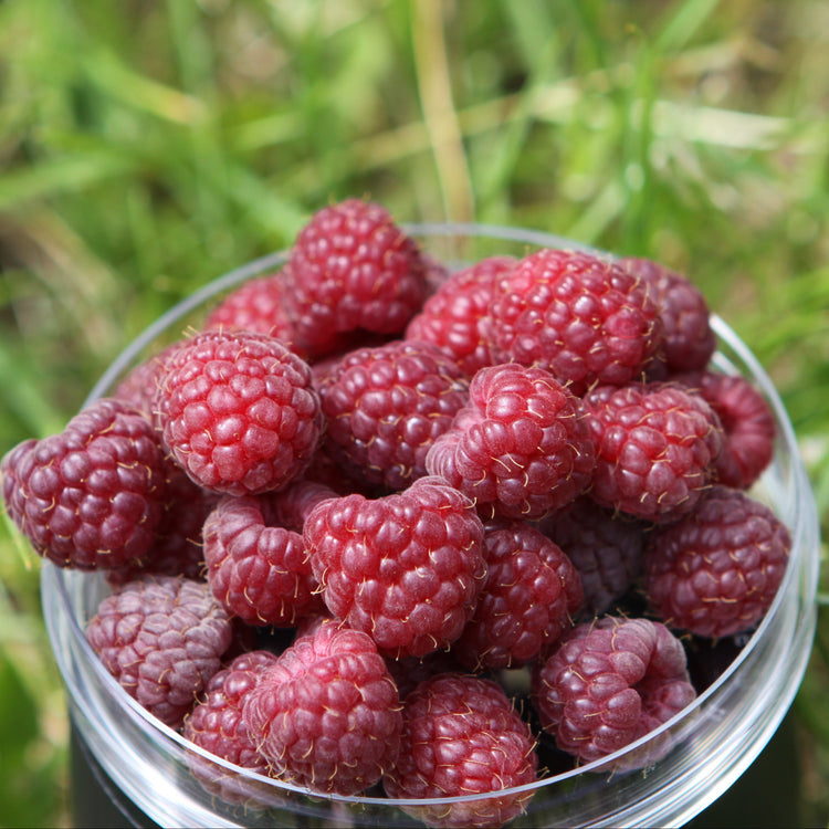 Raspberry 'Williamette' - young plant