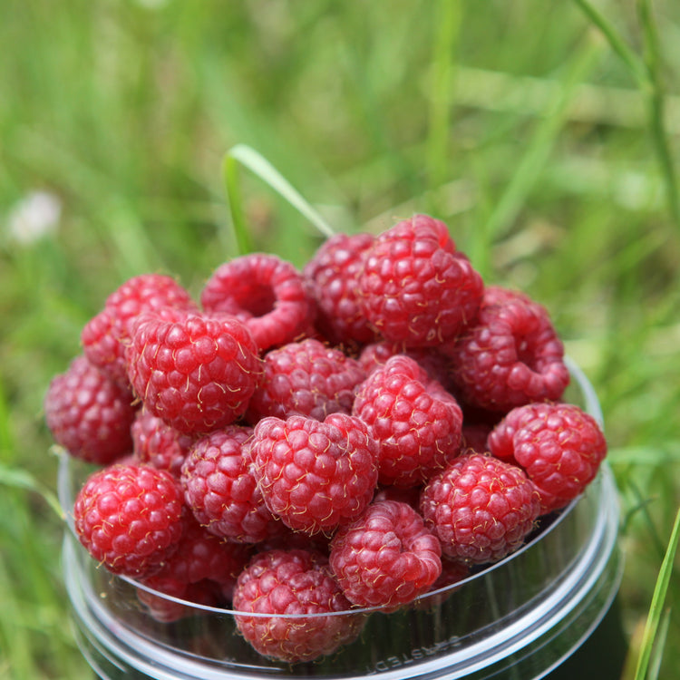 Himbeere 'Meeker' - Jungpflanze