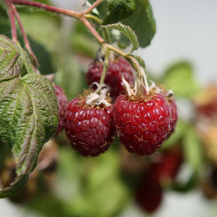 Raspberry 'Sanibelle®' young plants