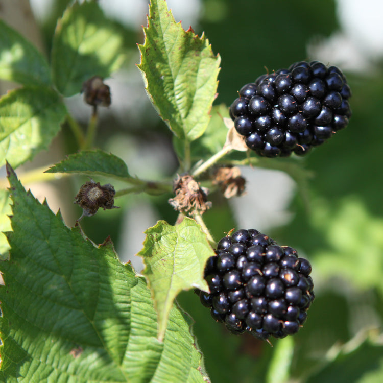 Blackberry Navaho® 'Summerlong'® young plants