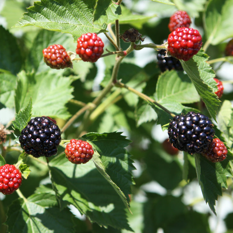 Blackberry 'Asterina' young plants