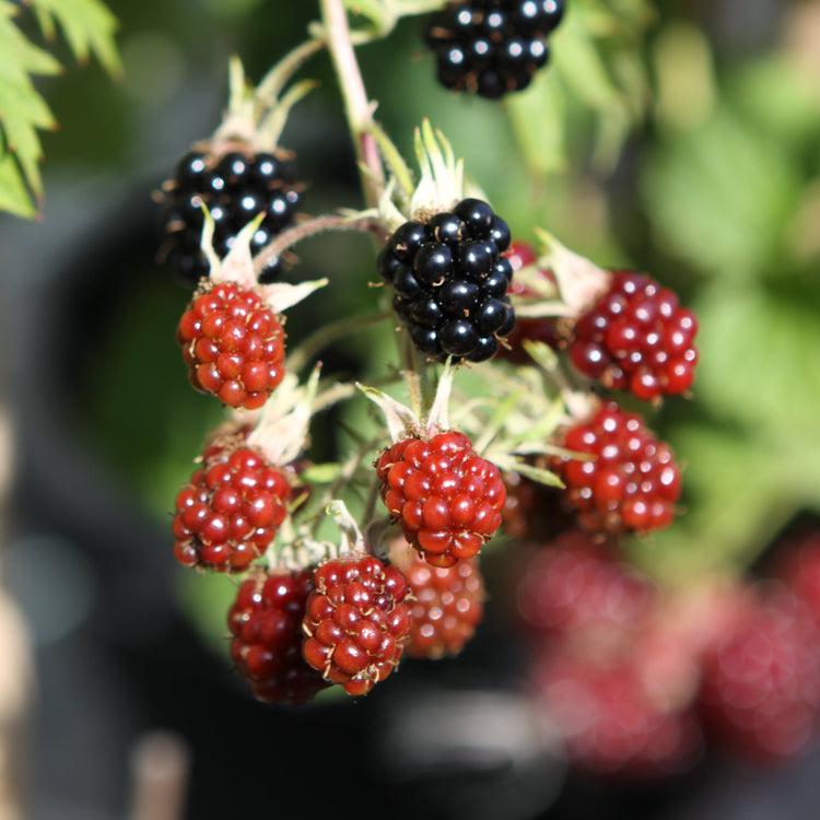 Brombeere 'Oregon Thornless'-Jungpflanzen