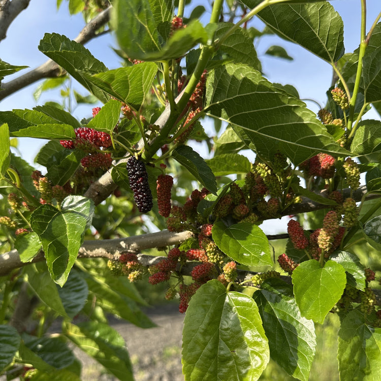 Mulberry Bombyx® 'One Million Everbearing®' young plants