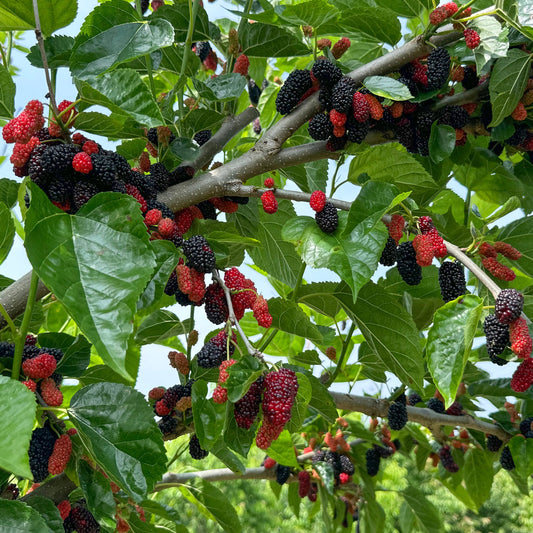 Mulberry Bombyx® 'One Million Everbearing®' young plants