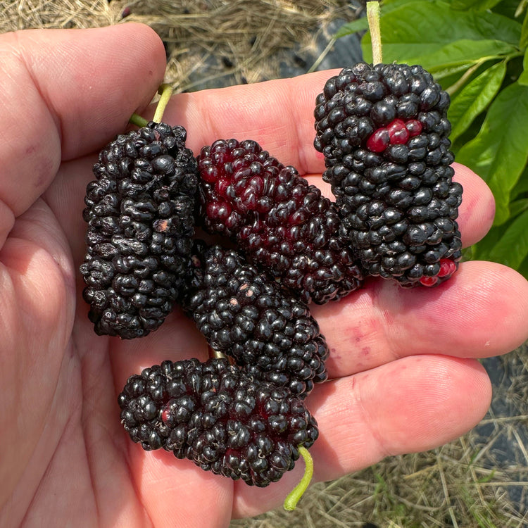 Mulberry Bombyx® 'One Million Everbearing®' young plants