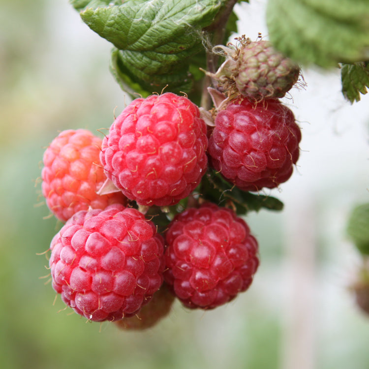 Raspberry 'Glen Ample' - young plant